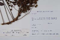 木蠟樹、山漆藏品圖，第2張