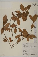 福建賽衛矛、福建假衛矛藏品圖，第1張