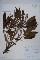 臺灣鵝掌柴藏品圖，第1張
