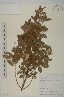 刺果衛矛藏品圖，第1張