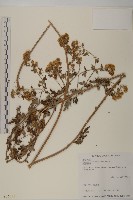 阿里山油菊藏品圖，第1張