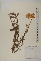 法國菊藏品圖，第1張