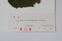 毛榛藏品圖，第2張