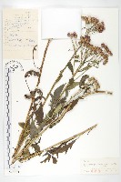 球花鳳毛菊藏品圖，第1張