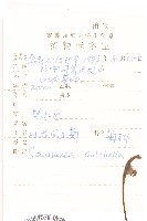 球花鳳毛菊藏品圖，第2張