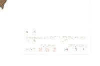 球花鳳毛菊藏品圖，第3張