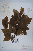 千金榆藏品圖，第1張