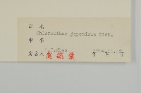 銀線草藏品圖，第3張