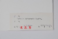 堅樺藏品圖，第2張