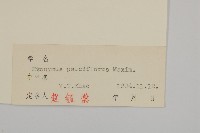 瘤枝衛矛藏品圖，第3張