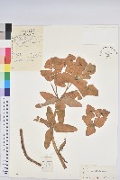 狠毒藏品圖，第1張