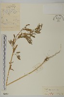 小葉藜藏品圖，第1張