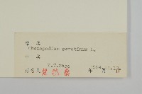 小葉藜藏品圖，第3張