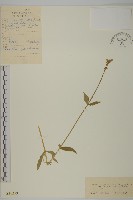 寄奴花藏品圖，第1張