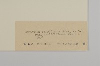 寄奴花藏品圖，第3張