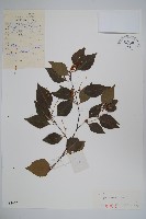 黑樺藏品圖，第1張