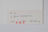 黑樺藏品圖，第2張