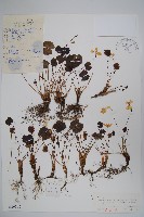 鮮黃連藏品圖，第1張