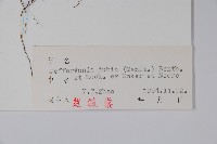 鮮黃連藏品圖，第2張