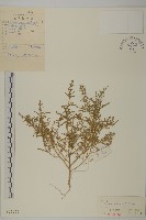 刺藜藏品圖，第1張