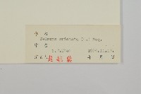 刺藜藏品圖，第3張