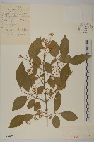 白杜藏品圖，第1張