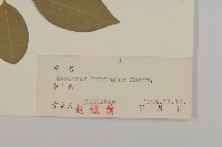 白杜藏品圖，第3張