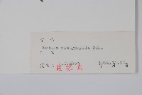 白樺、粉樺、臭樺藏品圖，第2張