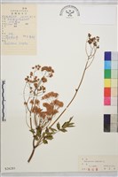 箭頭唐松草藏品圖，第1張