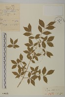 衛矛藏品圖，第1張