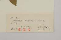 衛矛藏品圖，第3張