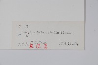 榛樹藏品圖，第2張