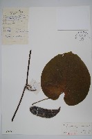 木通馬兜鈴藏品圖，第1張