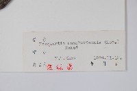 木通馬兜鈴藏品圖，第2張