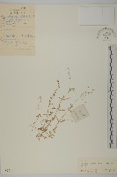 漆姑草藏品圖，第1張