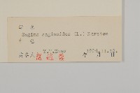 漆姑草藏品圖，第3張