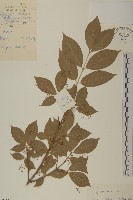 華北衛矛藏品圖，第1張