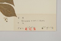 華北衛矛藏品圖，第3張