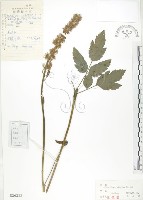 單穗升麻藏品圖，第1張