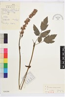 單穗升麻藏品圖，第2張