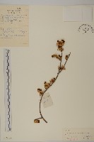 南蛇藤藏品圖，第1張