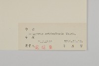 南蛇藤藏品圖，第3張