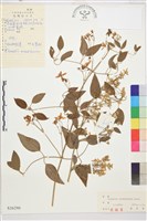 東北鐵線蓮藏品圖，第1張