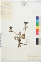 朝鮮白頭翁藏品圖，第1張