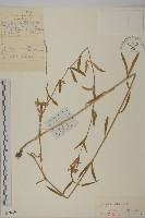 石竹、洛陽花、剪絨花藏品圖，第1張