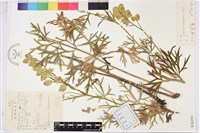 黃花烏頭藏品圖，第1張