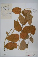 牛皮消、白薇藏品圖，第1張