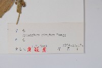 牛皮消、白薇藏品圖，第2張