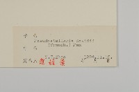 蔓假繁縷藏品圖，第3張