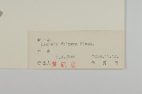 大花剪秋蘿藏品圖，第3張